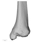 DV15-126 Homo sapiens tibia right distal posterior