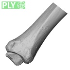 DV15-126 Homo sapiens tibia right distal ply