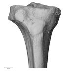 DV15-126 Homo sapiens tibia right proximal anterior