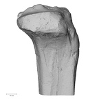 DV15-126 Homo sapiens tibia right proximal lateral