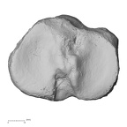 DV15-126 Homo sapiens tibia right proximal proximal