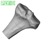 DV15-126 Homo sapiens tibia right proximal ply