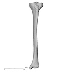 DV15-127 Homo sapiens tibia left anterior