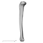 DV15-127 Homo sapiens tibia left lateral