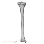 DV15-127 H. sapiens tibia left