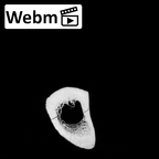 DV15-127 Homo sapiens tibia left ct stack movie