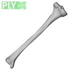 DV15-127 Homo sapiens tibia left ply