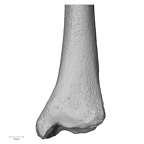 DV15-127 Homo sapiens tibia left distal anterior
