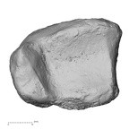 DV15-127 Homo sapiens tibia left distal distal