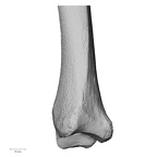 DV15-127 Homo sapiens tibia left distal lateral