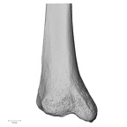 DV15-127 Homo sapiens tibia left distal posterior
