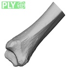 DV15-127 Homo sapiens tibia left distal ply