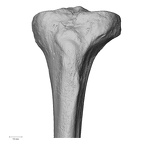 DV15-127 Homo sapiens tibia left proximal anterior