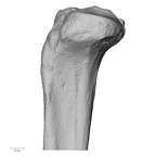 DV15-127 Homo sapiens tibia left proximal lateral