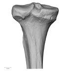 DV15-127 Homo sapiens tibia left proximal posterior