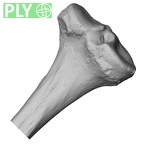 DV15-127 Homo sapiens tibia left proximal ply