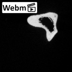 DV15-128 Homo sapiens fibula right ct stack movie