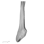 DV15-128 Homo sapiens fibula right distal anterior