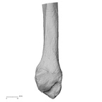 DV15-128 Homo sapiens fibula right distal medial