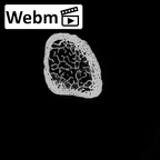 DV15-128 Homo sapiens fibula right distal ct stack movie