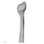 DV15-128 Homo sapiens fibula right proximal medial