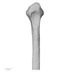 DV15-128 Homo sapiens fibula right proximal posterior