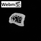 DV15-128 Homo sapiens fibula right proximal ct stack movie