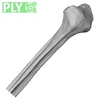 DV15-128 Homo sapiens fibula right proximal ply