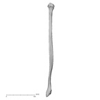 DV15-129 Homo sapiens fibula left posterior