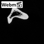 DV15-129 Homo sapiens fibula left ct stack movie