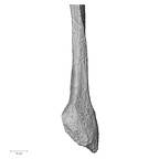 DV15-129 Homo sapiens fibula left distal anterior