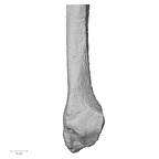 DV15-129 Homo sapiens fibula left distal medial
