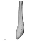 DV15-129 Homo sapiens fibula left distal posterior