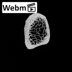 DV15-129 Homo sapiens fibula left distal ct stack movie