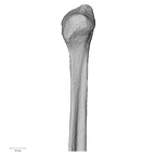 DV15-129 Homo sapiens fibula left proximal anterior