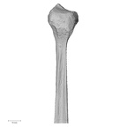 DV15-129 Homo sapiens fibula left proximal medial