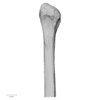 DV15-129 Homo sapiens fibula left proximal posterior