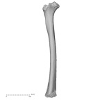 DV16-113 Homo sapiens femur right anterior