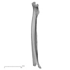 DV16-113 Homo sapiens femur right medial