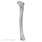 DV16-113 Homo sapiens femur right posterior