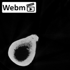 DV16-113 Homo sapiens femur right ct stack movie