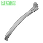 DV16-113 Homo sapiens femur right ply