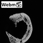DV16-113 Homo sapiens femur right proximal ct stack movie