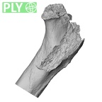 DV16-113 Homo sapiens femur right proximal ply