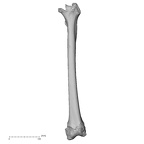 DV16-114 Homo sapiens femur left anterior
