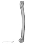 DV16-114 Homo sapiens femur left medial