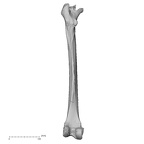 DV16-114 H. sapiens femur left