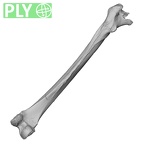DV16-114 Homo sapiens femur left ply