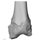 DV16-114 Homo sapiens femur left distal anterior