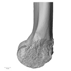 DV16-114 Homo sapiens femur left distal medial